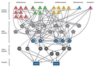 Association of Two Opposing Responses Results in the Emergence of a Novel Conditioned Response